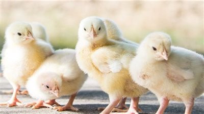 سعر الكتاكيت البيضاء بكل الأنواع اليوم الأحد..أخر تطوراتها