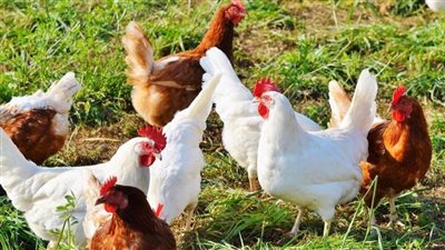 سعر الفراخ والبط اليوم الخميس 19-12-2024 ..أسعار الدواجن