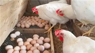 تراجع 20 جنيهًا بسعر البيض بعد تغريم محتكري السلعة 20 مليون جنيه