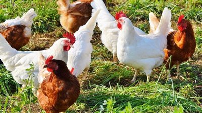 أسعار الدواجن .. سعر الفراخ والبط اليوم الثلاثاء 17-12- 2024 في مصر