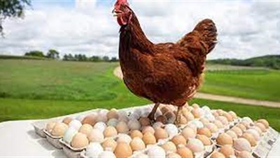 سعر كرتونة البيض الآن في بورصة الدواجن الرئيسية اليوم الثلاثاء 29-10-2024 في مصر