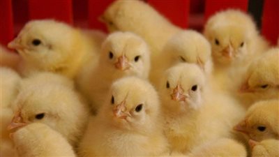 آخر تحديثات أسعار الكتاكيت اليوم الأربعاء 30 أكتوبر 2024 في الأسواق