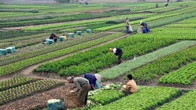 سعر الفدان في الريف المصري.. ارتفاع ملحوظ وفقًا لـ تنمية الريف المصري