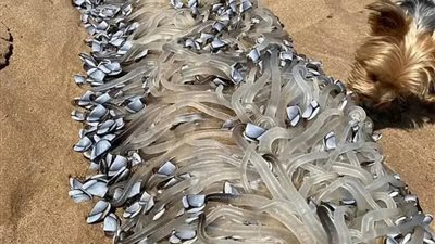 كل ماتريد معرفتة عن حقيقة ظهور مخلوق غريب في استراليا