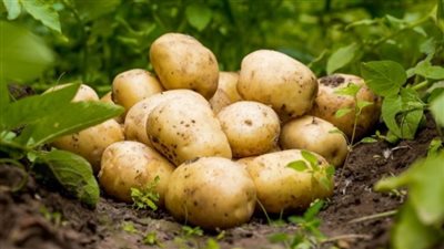 أسعار تقاوي البطاطس اليوم الأحد 3-11-2024.. اعرف وصلت لكام