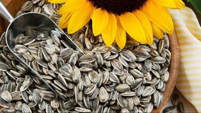 أهم فوائد اللب السوري.. يحتوي على قيم غذائية لا تتوقعها