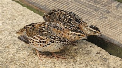 ارخص من الفراخ.. أسعار السمان في السوق المصري