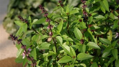 «عشب الريحان» إليكم أهم فوائد الريحان وطرق مميزة لإستخدامه على الطعام 