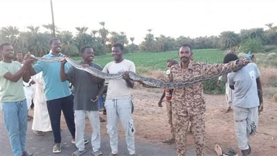 «الأصلة» ظهور ثعابين عملاقة مرعبة بنهر النيل.. التفاصيل كاملة 