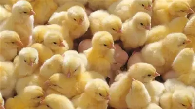 ما هو سعر الكتكوت الأبيض اليوم عمر يوم.. أسعار الكتاكيت والدواجن اليوم الخميس 7-11-2024