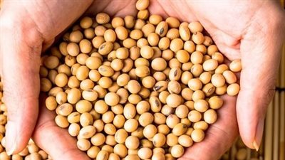 تعرف على أسعار فول الصويا اليوم الخميس 7-11-2024 في مصر.. تغييرات صعوداً وهبوطًا