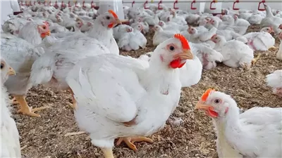 الكيلو بكام؟.. أسعار الفراخ اليوم الجمعة 8-11-2024