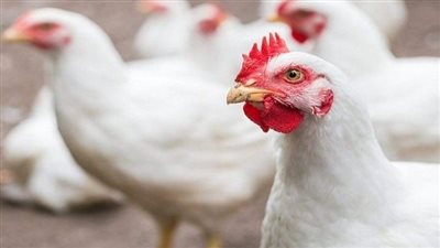 الدواجن في مصر.. سعر الفراخ والبط اليوم الجمعة 8-11-2024 في الاسواق