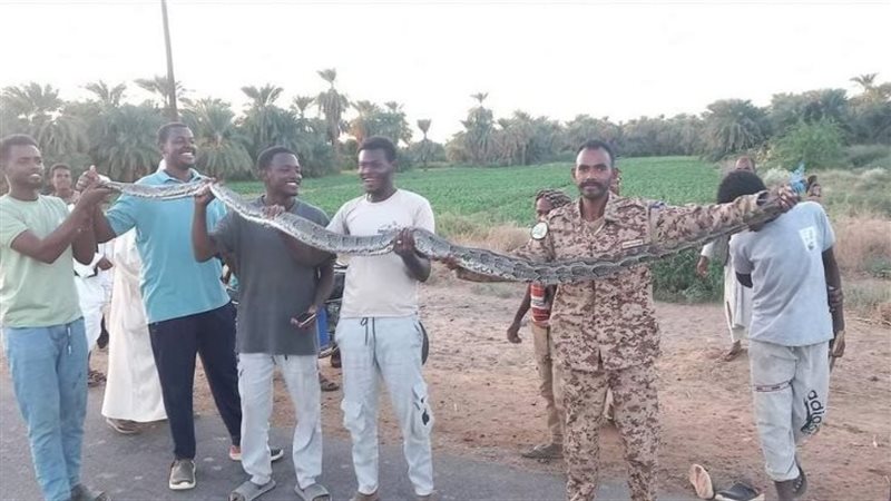 ظهور ثعابين عملاقة