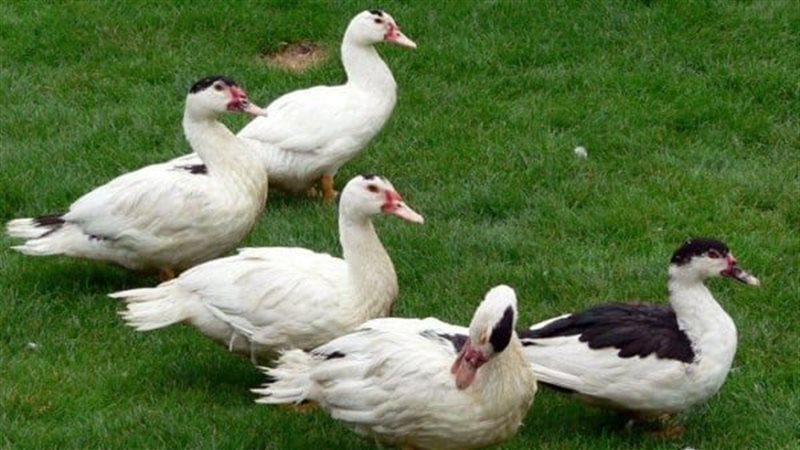 أسعار الدواجن البيضاء