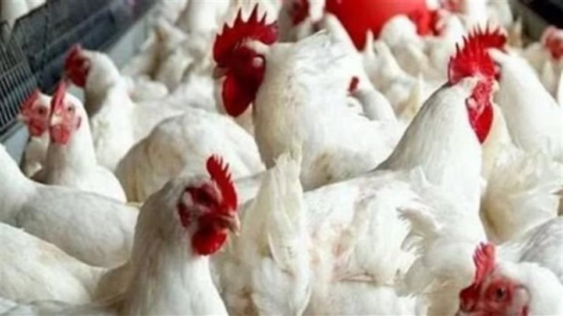 أسعار الدواجن اليوم