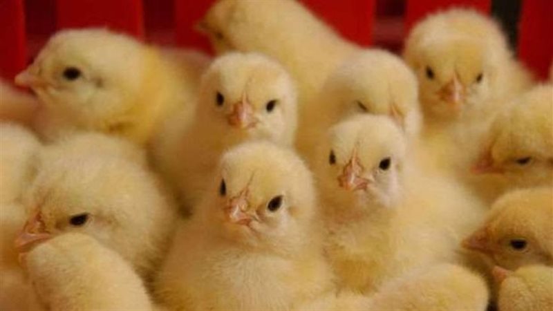 أسعار الطيور والبيض