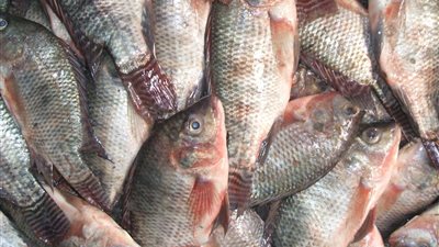 البلطي بـ 70 جنيه..أسعار السمك اليوم الخميس 14 نوفمبر 2024