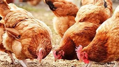 استقرار أسعار الدواجن والبيض اليوم الجمعة 15 نوفمبر 2024