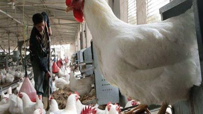  الدواجن في مصر.. أسعار الفراخ والبط اليوم الجمعة 15 نوفمبر في الأسواق