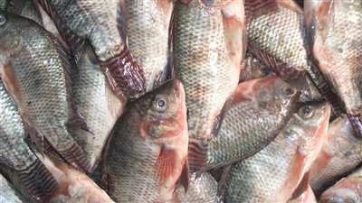 ‎آخر تحديث.. أسعار السمك و الجمبري اليوم الإثنين 18 نوفمبر 2024