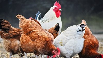 بورصة الدواجن في مصر.. أسعار الفراخ والبط اليوم الخميس 21-11-2024 في الأسواق 