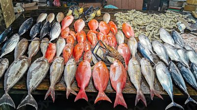 الجمبري مستمر في الإرتفاع.. أسعار السمك اليوم الثلاثاء في سوق العبور 