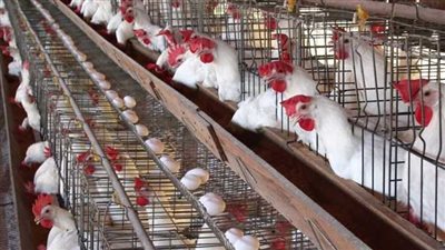 ‎أسعار الدواجن في مصر.. سعر الفراخ والبط اليوم الجمعة 22-11-2024 في الاسواق