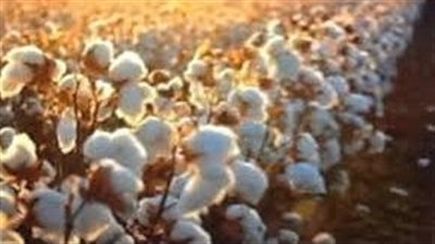 الذهب الأبيض.. سعر محصول القطن لليوم السبت 23 نوفمبر 2024 وجه بحري 