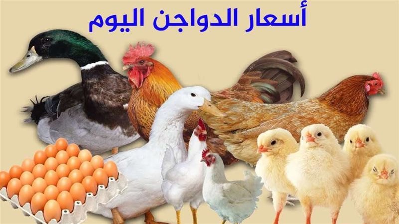 أسعار الطيور والبيض