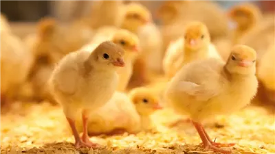 أسعار الكتاكيت والبط اليوم الأربعاء 27 نوفمبر 2024 في الأسواق