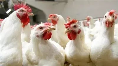 بورصة الدواجن اليوم.. أسعار الفراخ والبيض في بورصة الدواجن اليوم الثلاثاء 26-11-2024