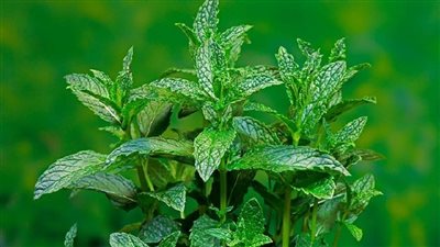 أعشاب طبيعية مفيدة للشعب الهوائية في الظواهر الجوية المقبلة 