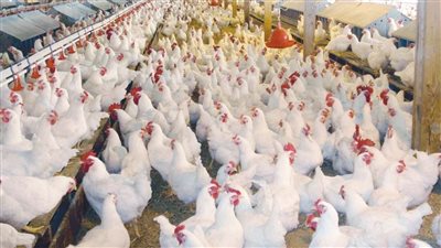 الفراخ بكام؟.. إستقرار أسعار الدواجن البيضاء اليوم الخميس 