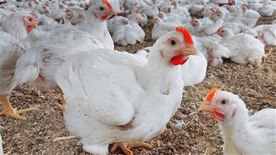 ‎الدواجن في مصر.. أسعار الفراخ والبط اليوم السبت 30-11-2024 داخل الأسواق