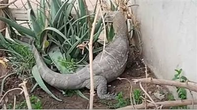 ظهور تمساح غريب ومرعب في منطقة الجيزة.. إعرف الحقيقة 