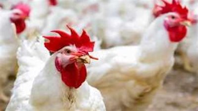 أسعار الفراخ والبيض اليوم الأحد 1 ديسمبر 2024.. استقرار في السوق المصري