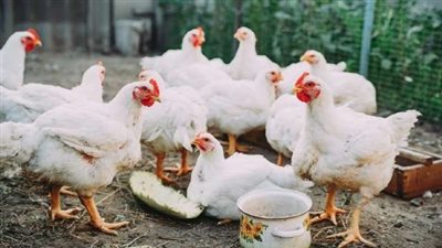 في حالة من الاستقرار.. أسعار الفراخ البيضاء اليوم الجمعة 29-11-2024