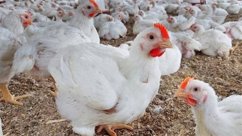 أسعار الدواجن اليوم