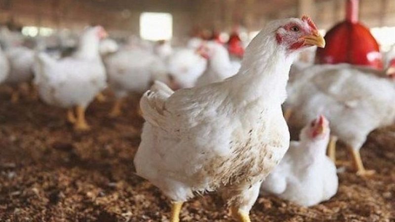 أسعار الدواجن البيضاء