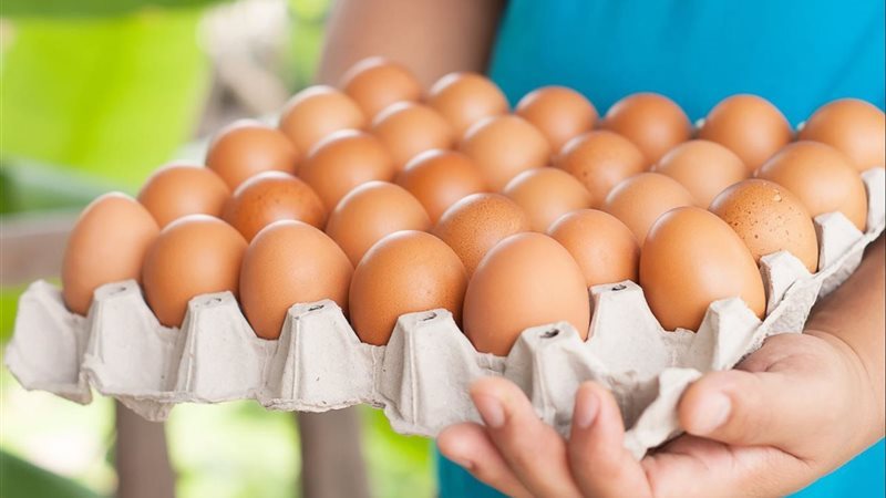سعر كرتونة البيض