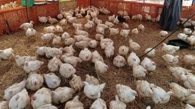 بورصة الدواجن الدواجن البيضاء اليوم.. وأسعار البيض والبط والكتاكيت 