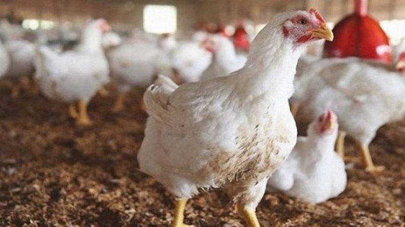 أسعار الدواجن البيضاء