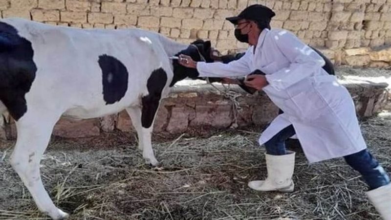 مرض البروسيلا