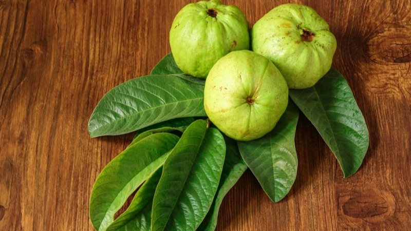 فوائد ورق الجوافة