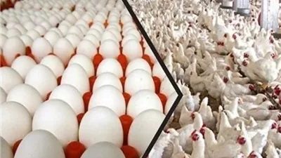 أسعار الدواجن تسجل  68 جنيهاً بالمزارع و 85 للمستهلك 