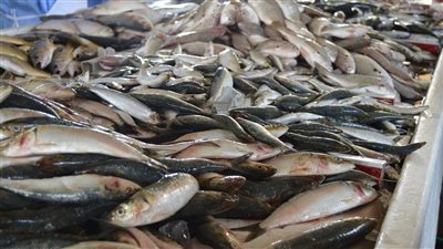 تعرف على أسعار السمك اليوم الأربعاء 11 ديسمبر 2024