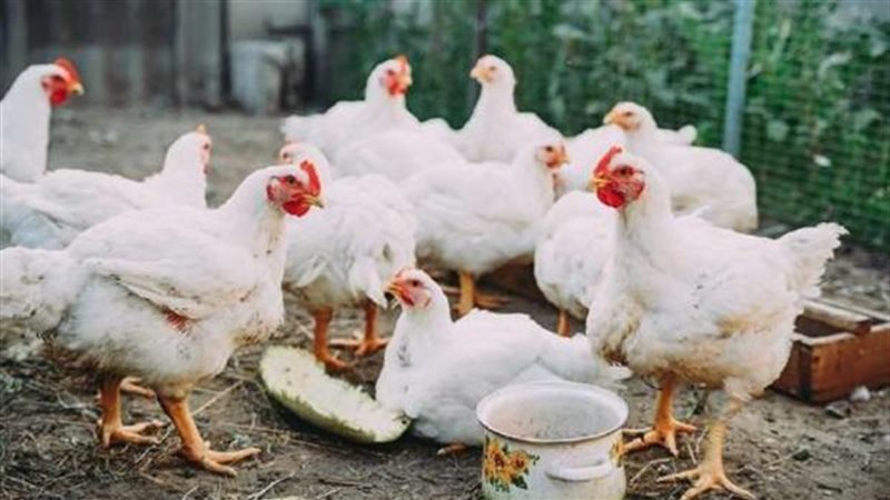 أسعار الدواجن البيضاء