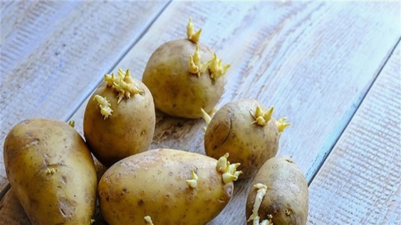 البطاطس المنبتة