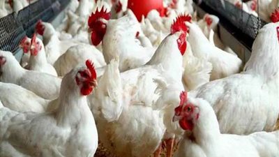 أسعار الدواجن والبيض في الأسواق اليوم السبت 14 ديسمبر 2024